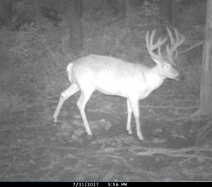 drop tine 2017