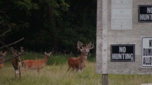 iowa city bucks 1.JPG 2009