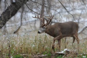 sd sioux falls buck 2008