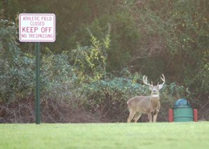 soccer field VA buck