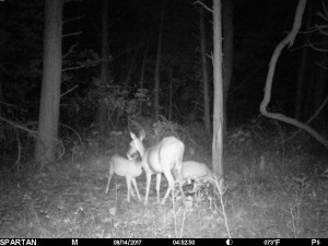 twin fawns and doe