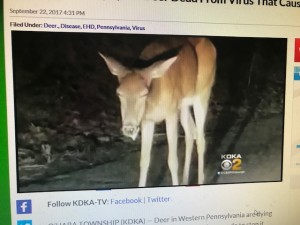 edh pa deer
