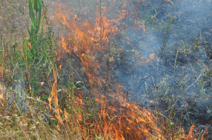 montana graws fire
