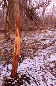 winter rub