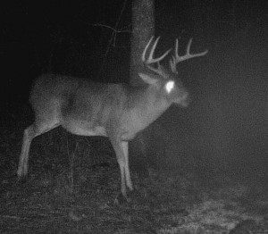Al old buck