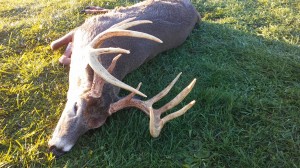 PA big daddy 2017 buck