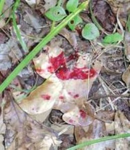 blood leaves