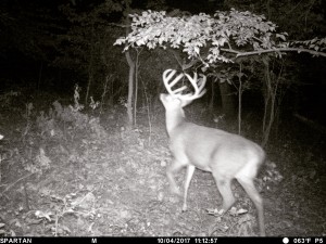spartan buck scrape