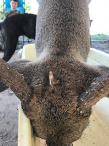 tx unicorn