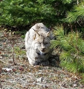 lynx maine compressed