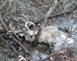 ohio double drop deadhead