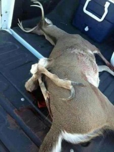 legs grow deer body