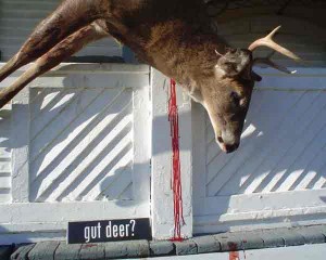 gutdeer