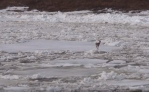 maine ice deer