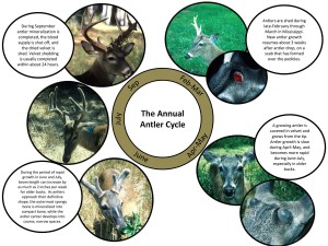 Microsoft PowerPoint - Antler Growth Cycle Figure.pptx