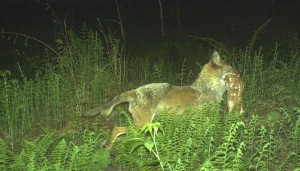 coyote wiht fawn