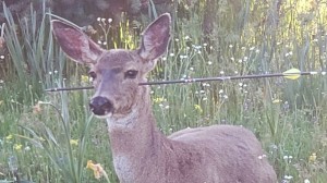 doe with arrow in neck