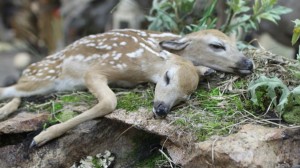 minn 2 headed fawn