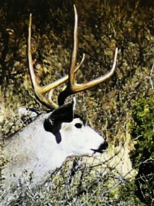 mule deer 2 pt