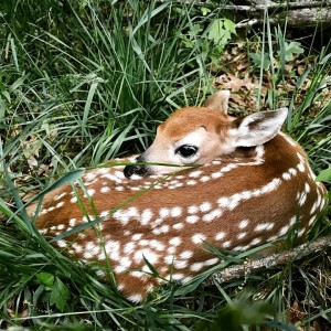 nj fawn