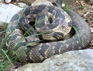 timber rattler