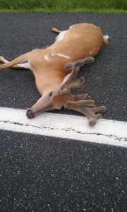 va buck hit may