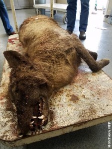 MT wolf mystery solved