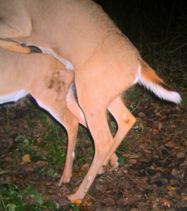 deer breeding in feb