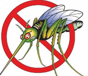 mosquito