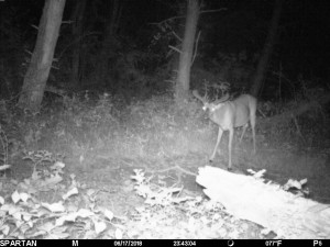 va buck june