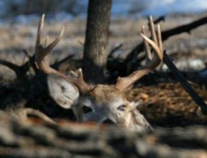 MT buck flop ear