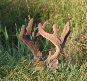 summer deer web