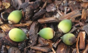 Greenacornslr