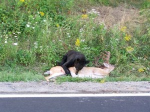 bear eats deer