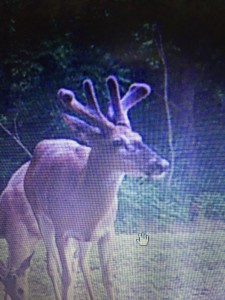 md dan june 2018 buck