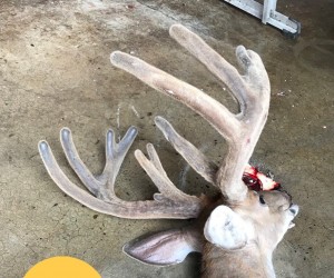 pa roadkill 2018