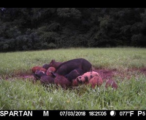 spartan pigs