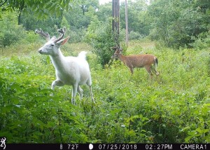 NY albino
