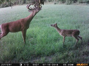 ny 2 buck scrape