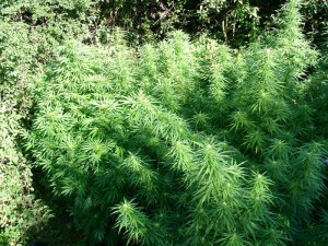 pot