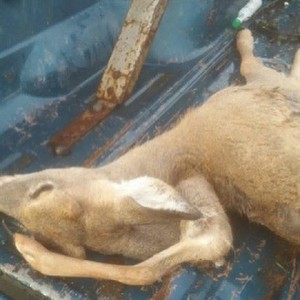 3 leg deer