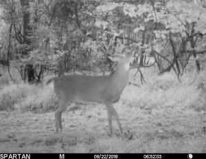 va buck check early scrape 2018