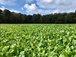 NJ jeffs farm plot