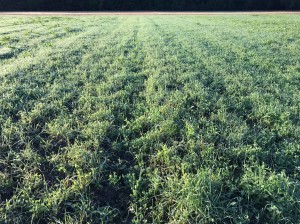 nj jeff frosty plot seed
