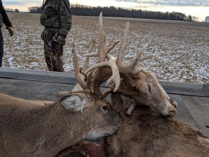 stuck deer 2