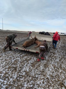 stuck deer 3