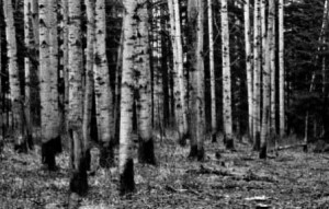 dark woods