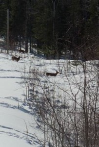 deer in snow