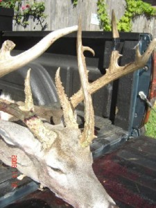unicorn deer