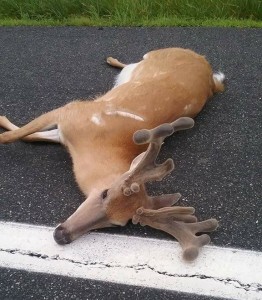 va buck hit may - Copy